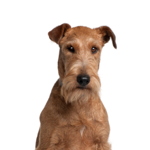 Waggles Duluth Irish Terrier