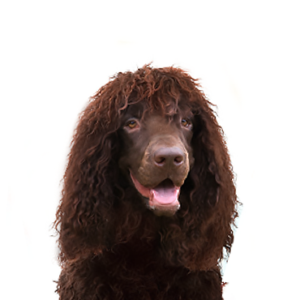 Waggles Duluth Irish Water Spaniel