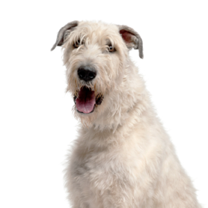 Waggles Duluth Irish Wolfhound