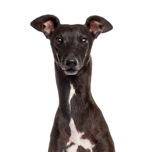 Waggles Duluth Italian Greyhound
