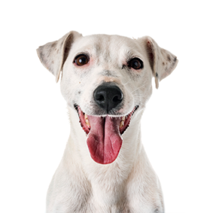Waggles Duluth Jack Russell Terrier