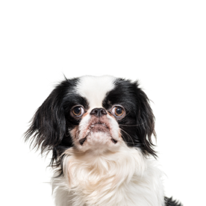 Waggles Duluth Japanese Chin