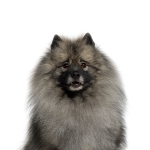 Waggles Duluth Keeshond