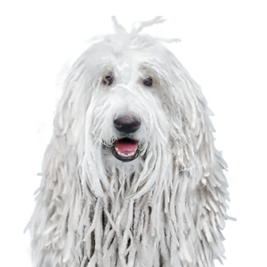 Waggles Duluth Komondor