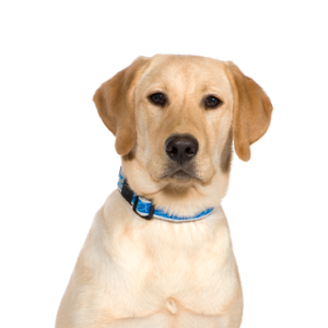Waggles Duluth Labrador Retriever