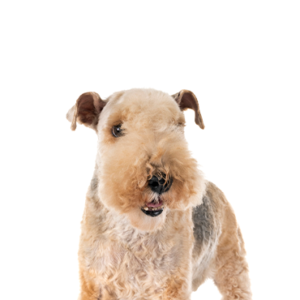 Waggles Duluth Lakeland Terrier