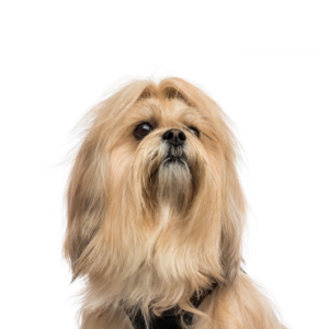 Waggles Duluth Lhasa Apso