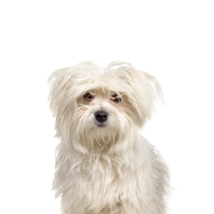 Waggles Duluth Maltipom