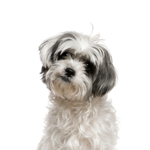 Waggles Duluth Malshi