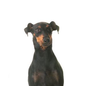 Waggles Duluth Manchester Terrier