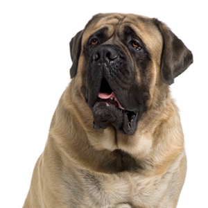 Waggles Duluth Mastiff
