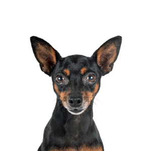 Waggles Duluth Miniature Pinscher