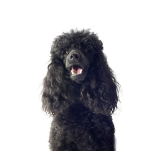 Waggles Duluth Miniature Poodle