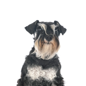Waggles Duluth Miniature Schnauzer