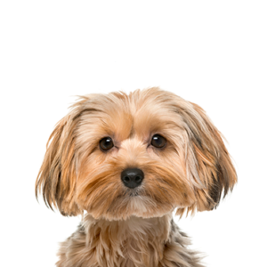 Waggles Duluth Morkie