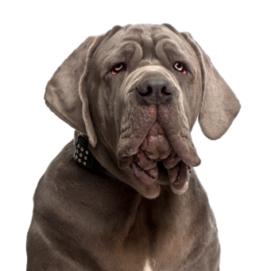 Waggles Duluth Neapolitan Mastiff