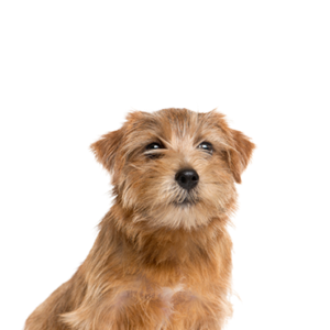 Waggles Duluth Norfolk Terrier
