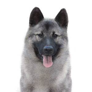 Waggles Duluth Norwegian Elkhound