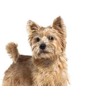 Waggles Duluth Norwich Terrier
