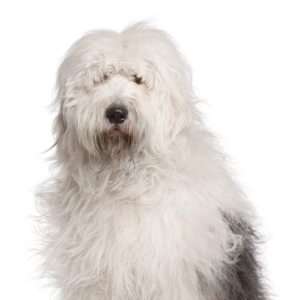 Waggles Duluth Old English Sheepdog