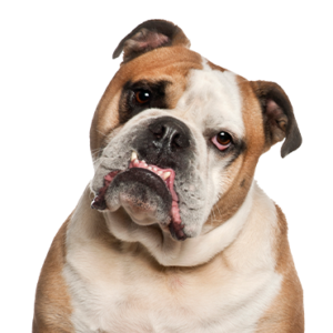 Waggles Duluth Olde English Bulldogge