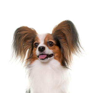 Waggles Duluth Papillon
