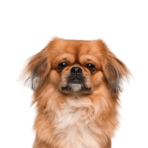 Waggles Duluth Pekingese