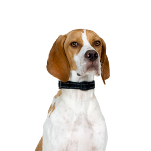 Waggles Duluth Pointer