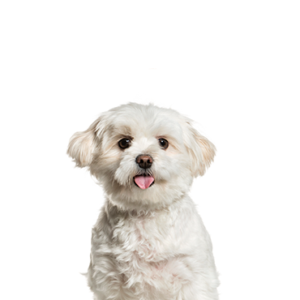 Waggles Duluth Pomapoo