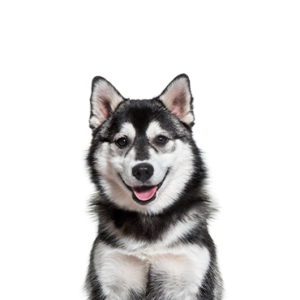 Waggles Duluth Pomsky