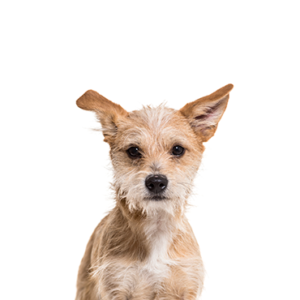 Waggles Duluth Chipoo