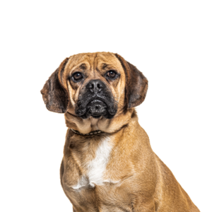 Waggles Duluth Puggle