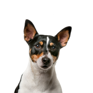 Waggles Duluth Rat Terrier