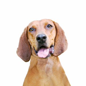 Waggles Duluth Redbone Coonhound