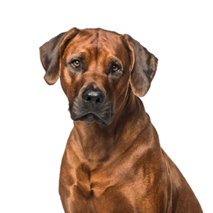 Waggles Duluth Rhodesian Ridgeback