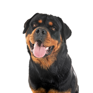 Waggles Duluth Rottweiler