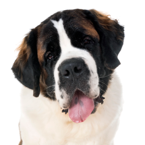 Waggles Duluth Saint Bernard