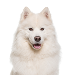 Waggles Duluth Samoyed