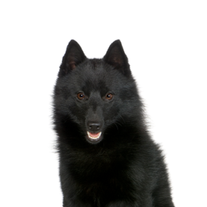 Waggles Duluth Schipperke