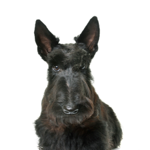 Waggles Duluth Scottish Terrier