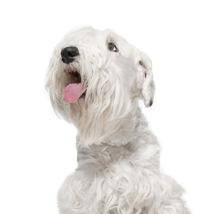 Waggles Duluth Sealyham Terrier