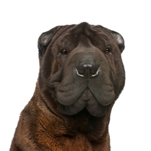 Waggles Duluth Shar-Pei