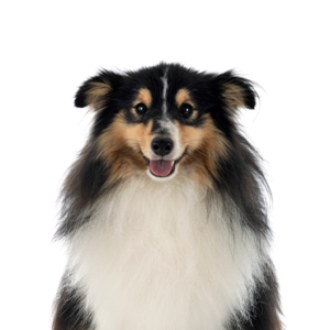 Waggles Duluth Shetland Sheepdog