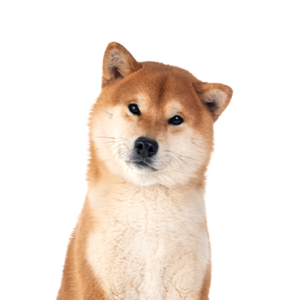 Waggles Duluth Shiba Inu
