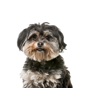 Waggles Duluth Shih Poo