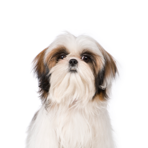 Waggles Duluth Shih Tzu