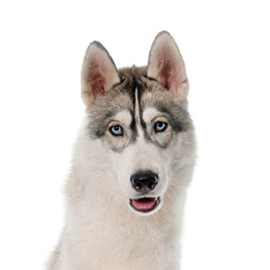 Waggles Duluth Siberian Husky