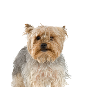 Waggles Duluth Silky Terrier