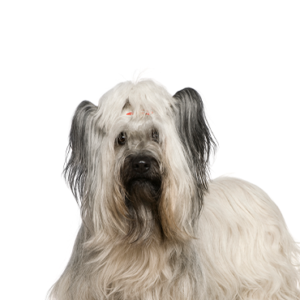 Waggles Duluth Skye Terrier