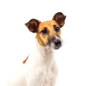 Waggles Duluth Smooth Fox Terrier